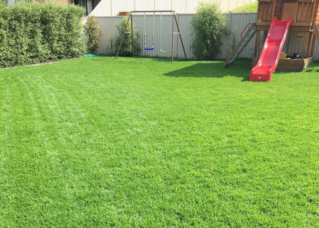 Yard with kikuyu grass